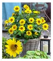 Produktbild: Winterharte Sonnenblume 