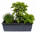 Produktbild: Enseleits Kräuterkasten für Salate 40cm Anthrazitkasten mit je 1er Kräuter Pflanze: Petersilie & Schnittlauch & Basilikum