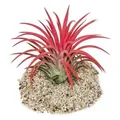 Produktbild: Exotenherz Tillandsia Ionantha Fire Intensive Rote Farbe