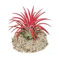 Produktbild: Exotenherz - Tillandsia ionantha 
