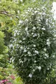 Produktbild: Garteneibisch Speciosus 40-50 cm, im Topf - Hibiscus syriacus