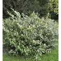 Produktbild: Zwerglorbeerkirsche Piri 30-40cm - Prunus,aurocerasus