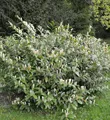 Produktbild: Zwerglorbeerkirsche Piri 30-40cm - Prunus laurocerasus