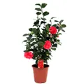 Produktbild: Plant in a Box  Japanische Rose Camellia 'Lady Campbell' 60cm Strauch