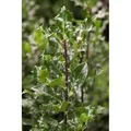 Produktbild: Ilex meserveae 'Blue Angel' -R- 40-50 cm