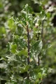 Produktbild: Ilex meserveae 'Blue Angel', Stechpalme, immergrün, 40–50 cm