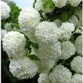 Produktbild: Echter Schneeball 80-100cm - Viburnum opulus Roseum
