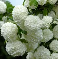 Produktbild: Echter Schneeball 80-100cm - Viburnum opulus Roseum