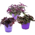 Produktbild: Exotenherz Zimmerpflanzen Trio Purple Leaves Set mit 3 Verschiedene Pflanzen mit Lila Blättern