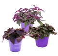 Produktbild: Exotenherz Zimmerpflanze Zimmerpflanzen-Trio Purple Leaves Set 3 ver. Pflanzen m. lila Blättern