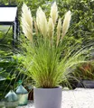 Produktbild: BALDUR Garten Weißes Pampasgras, 1 Pflanze, Cortaderia selloana Ziergras, winterharte Staude, mehrjährig, pflegeleicht, Wasserbedarf gering, blühend ab 1. Standjahr
