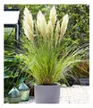 Produktbild: BALDUR Garten Weißes Pampasgras, 1 Pflanze, Cortaderia selloana Ziergras, winterharte Staude, mehrjährig, pflegeleicht, Wasserbedarf gering, blühend ab 1. Standjahr