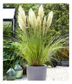 Produktbild: Weißes Pampasgras, 1 Pflanze Cortaderia selloana