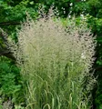 Produktbild: Reitgras Karl Förster - großer Topf - Calamagrostis acutiflora