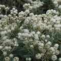 Produktbild: Blumixx Stauden Anaphalis triplinervis 'Sommerschnee' – Garten-Perlkörbchen, weiß blühend, winterharte Staude, pflegeleicht, für Beet