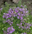 Produktbild: Teppich Thymian - Thymus praecox