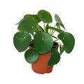Produktbild: Exotenherz Pilea peperomioides - Glückstaler - Chinesischer Geldbaum - Bauchnabelpflanze im 11cm Topf