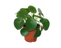 Produktbild: Exotenherz Zimmerpflanze Pilea peperomioides Glückstaler Chinesischer Geldbaum 11cm Topf