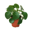 Produktbild: Pilea peperomioides - Glückstaler - Bauchnabelpflanze 11 cm Topf