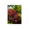 Produktbild: Acer palmatum 'Red Pygmy', Japanischer Ahorn, rot, 80 cm Stammhöhe