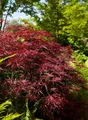 Produktbild: Pflanzen für Dich Gehölze Acer palmatum Red Pygmy, 1 St., Fächerahorn, Japanischer Ahorn