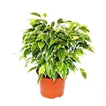 Produktbild: Buschige Birkenfeige - Ficus benjamini 