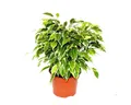Produktbild: Exotenherz Zimmerpflanze Buschige Birkenfeige Ficus benjamini Kinky weißbuntes Laub 12cm Topf