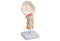 Produktbild: Cranstein Scientific Dekoobjekt Halswirbelsäule Anatomie Modell lebensgroß Hinterhauptschuppe beweglic