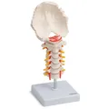 Produktbild: Halswirbelsäule Anatomie Modell lebensgroß Hinterhauptschuppe beweglich