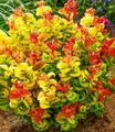 Produktbild: BALDUR Garten Zierstrauch Traubenheide 'Curly Gold®', 1 St., Purpurrote, immergrün, winterhart, mehrjährig, pflegeleicht