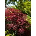 Produktbild: Acer Palmatum Red Pygmy Japanischer Ahorn Rot 60–80 cm