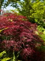 Produktbild: Acer palmatum 'Red Pygmy', Japanischer Ahorn, rot, 60–80 cm