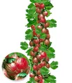 Produktbild: BALDUR Garten Rote Säulen-Stachelbeeren, 1 Pflanze, Ribes uva-crispa Säulenobst, winterhart, platzsparende Säule für kleine Gärten, Balkone & Terrassen