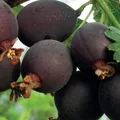 Produktbild: Stachelbeere 2L - Ein Hybrid aus schwarzer Johannisbeere und Stachelbeere