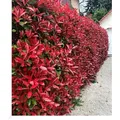 Produktbild: BALDUR Garten 5er Immergrüne Photinia-Hecke 'Red Robin', Pflanzen im 9x9 cm-Topf, Glanzmispel winterhart, blühend, Photinia fraseri 'Red Robin', ...