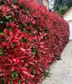 Produktbild: BALDUR Garten Hecken Photinia-Hecke 'Red Robin' 5 Pflanzen, 5 St., Glanzblattmispel, immergrün, winterhart, mehrjährig