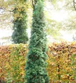 Produktbild: Säulen Lebensbaum 80-100cm - Thuja occidentalis
