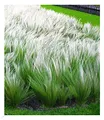 Produktbild: BALDUR Garten Mädchenhaargras Federgras, 3 Pflanzen Engelshaargras winterhart Garten-Ziergräser, winterharte Staude, trockenresistent, mehrjährig, blühend, Stipa borysthenica