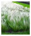 Produktbild: Mädchenhaargras Federgras (Stipa), 3 Pflanzen