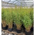 Produktbild: Fargesia Murieliae Jumbo Bambus Immergrün 100–125 cm