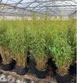 Produktbild: Fargesia murieliae 'Jumbo', Bambus, immergrün, 100–125 cm