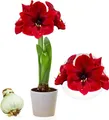 Produktbild: Amaryllis Zwiebeln - Dark Passion - 1 Stück - Rot - Blumenzwiebeln