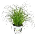 Produktbild: Katzengras - Cyperus alternifolius - 3 Pflanzen - zur Verdauungsunterstützung von Katzen