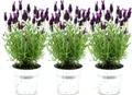 Produktbild: Plants by Frank - Lavendel Stoechas Anouk im Dekotopf 'Old Look' - 13 cm Topf - 3er-Set Französischer Lavendel im Dekotopf