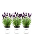 Produktbild: Plants by Frank | 6 Französischer Lavendel Pflanzen im Dekotopf 'Old Look' | Schopflavendel | 6 x Lavandula Stoechas Anouk® 13 cm Topf - Lavendel Pflanze - Stauden - Frisch aus der Gärtnerei