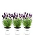 Produktbild: Französischen Lavendel Pflanze im Dekotopf 'Old Look' - 3 x Lavandula stoechas A