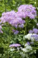Produktbild: Pflanzen für Dich Staude Thalictrum aquilegifolium, 1 St., Akeleiblättrige Wiesenraute, Akeleiraute