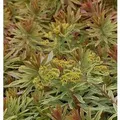 Produktbild: Busch Wolfsmilch Ascot Rainbow - Euphorbia martinii