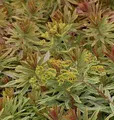 Produktbild: Busch Wolfsmilch Ascot Rainbow - Euphorbia martinii