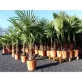 Produktbild: XXL Palme winterhart 180 cm Trachycarpus fortunei, Hanfpalme,